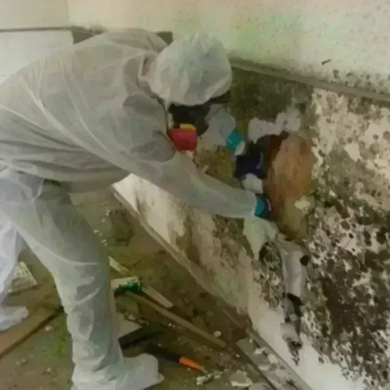 Mold Remediation and Removal in Cimarron County, OK